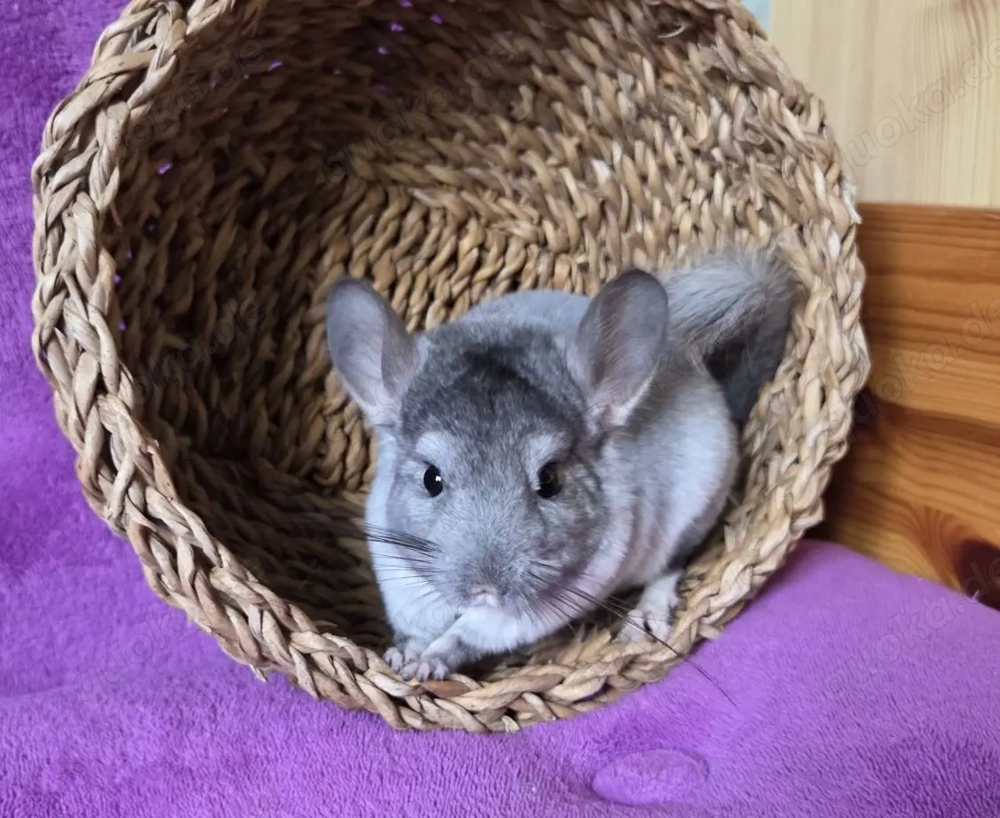 SAPHIR VELVET BLUE DIAMOND und BLACK PERLE Träger Chinchilla Männchen Baby + wunderschön +