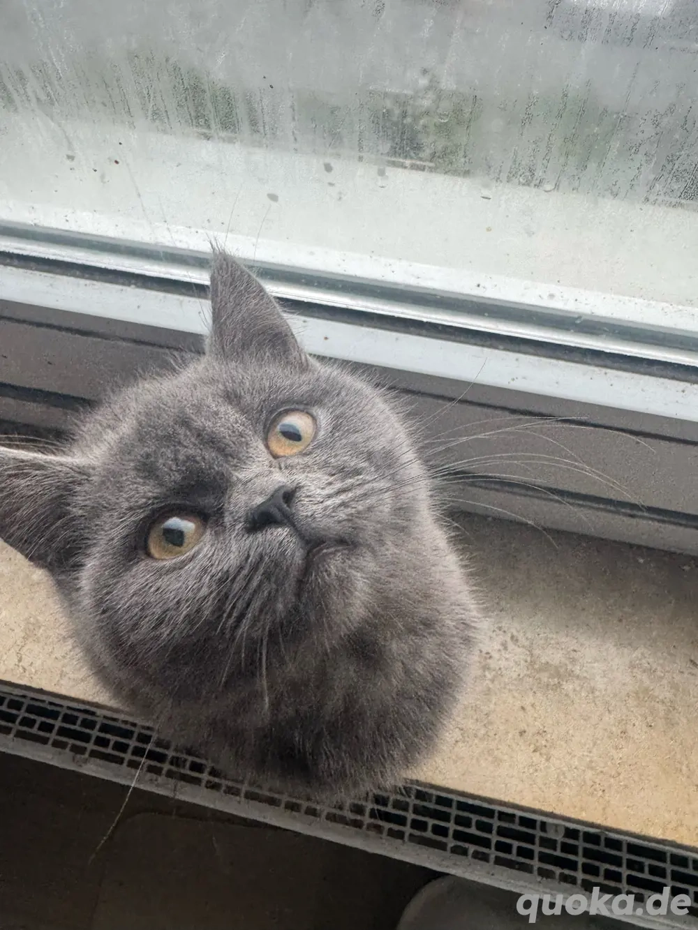 Russisch Blau Prinzessin sucht liebevolles Zuhause   