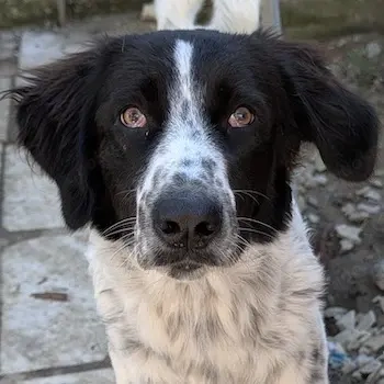 Silas, geb. ca.10 2024, lebt in GRIECHENLAND, auf einem Gelände, auf dem die Hunde notdürftig versor