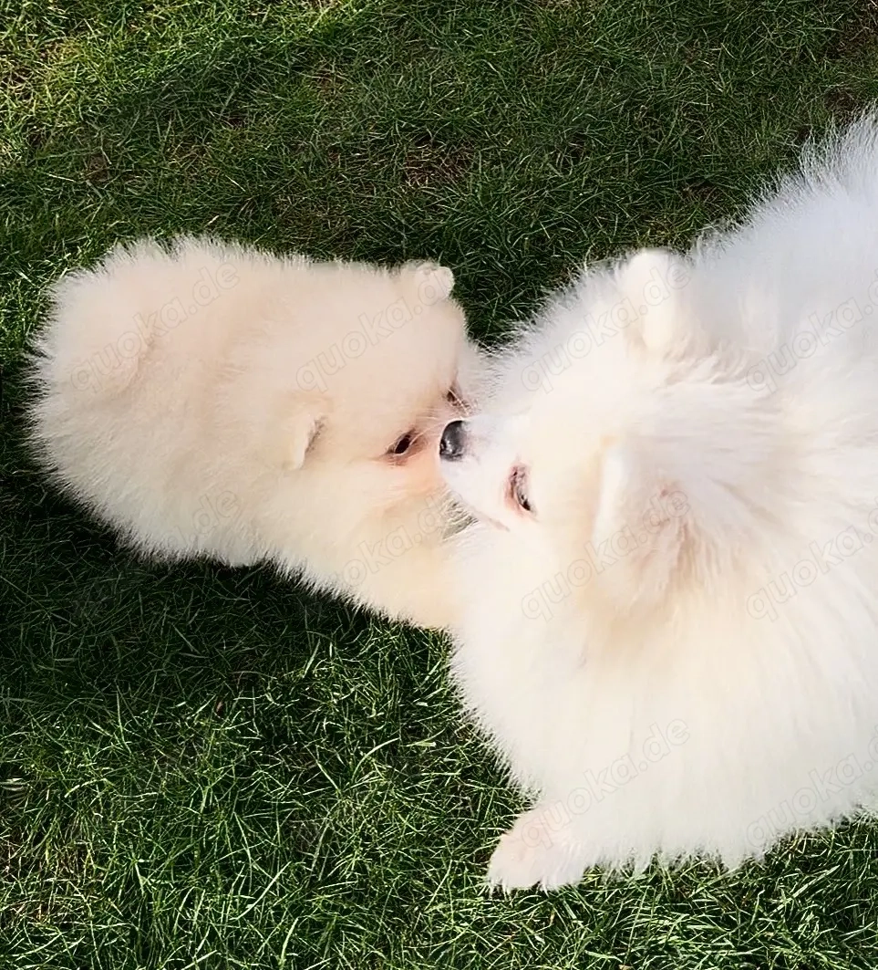 Zwergspitz Pomeranian Welpen reinrassig 
