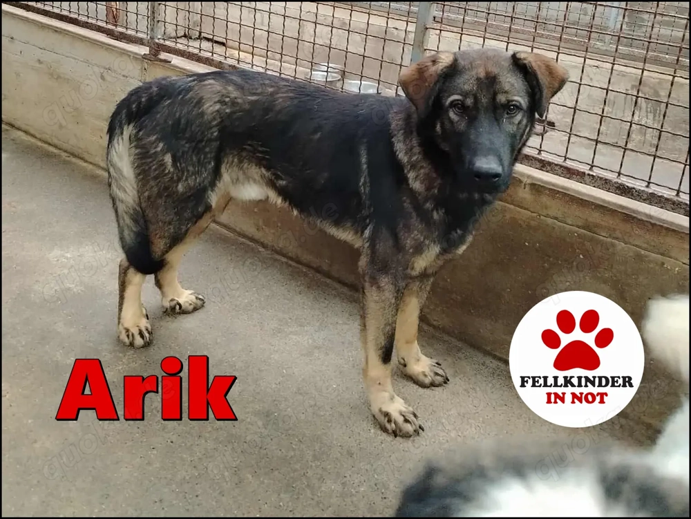 Arik junger Schäferhund Mischling Rüde Junghund sucht Zuhause oder Pflegestelle