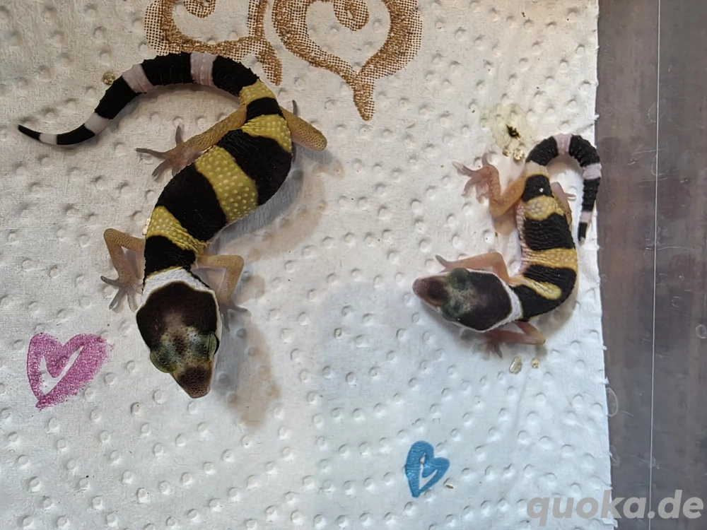 0.1 Leopardgecko NZ