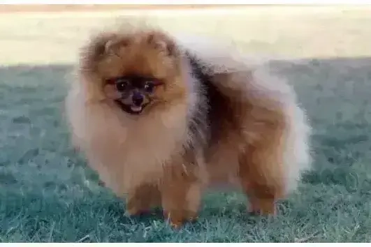 Pomeranian - Zwergspitz  Pomeranian - Zwergspitz