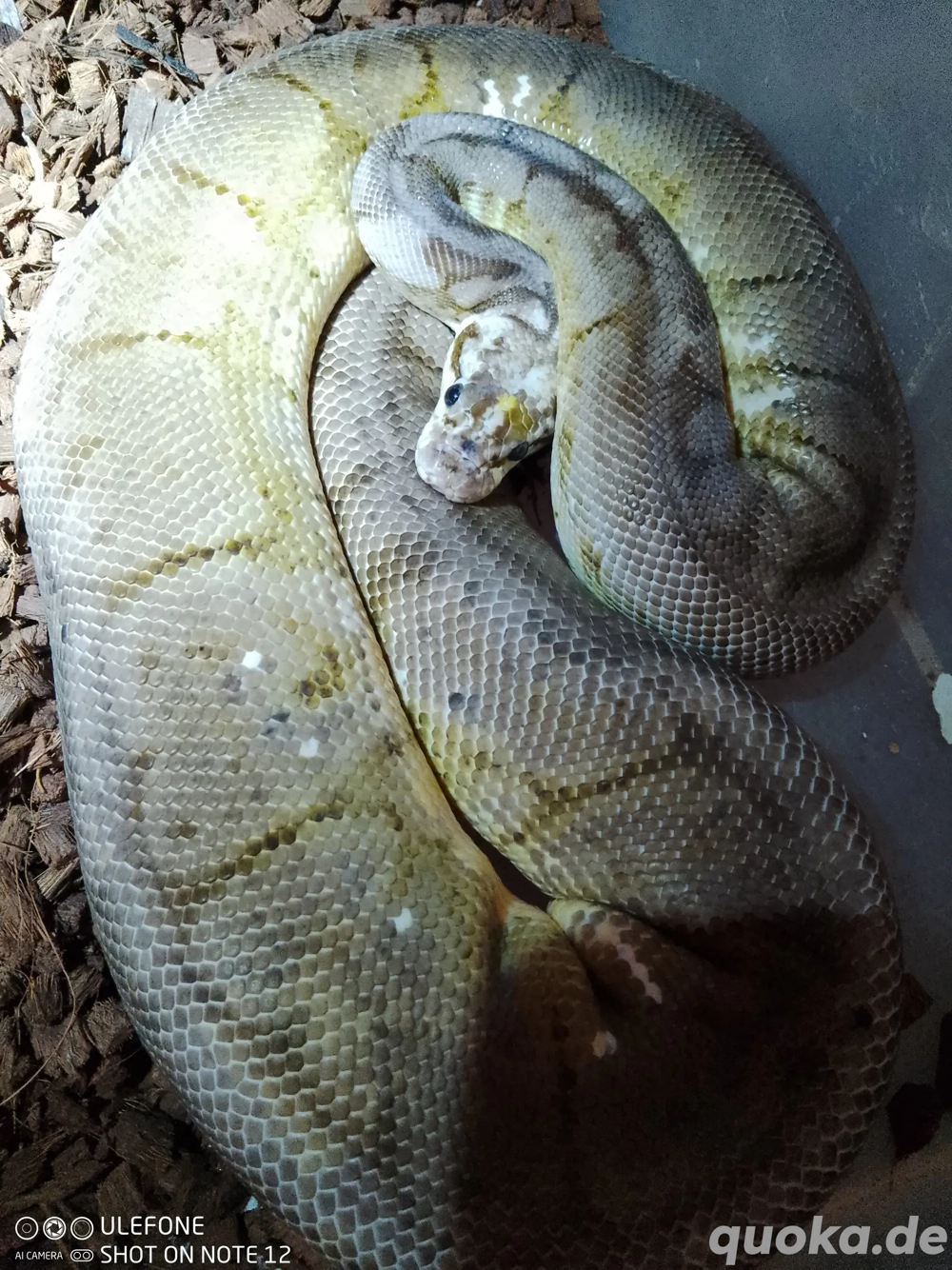 Mehrere Königspythons zu Verkaufen 