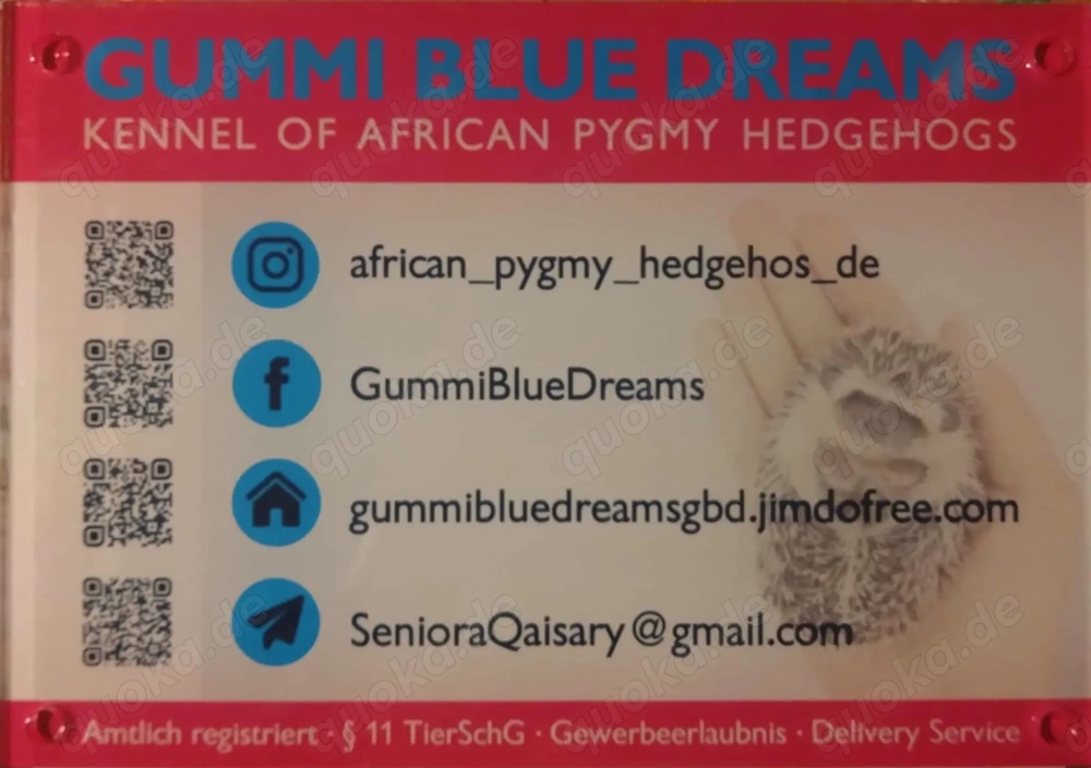 African pygmy hedgehogs