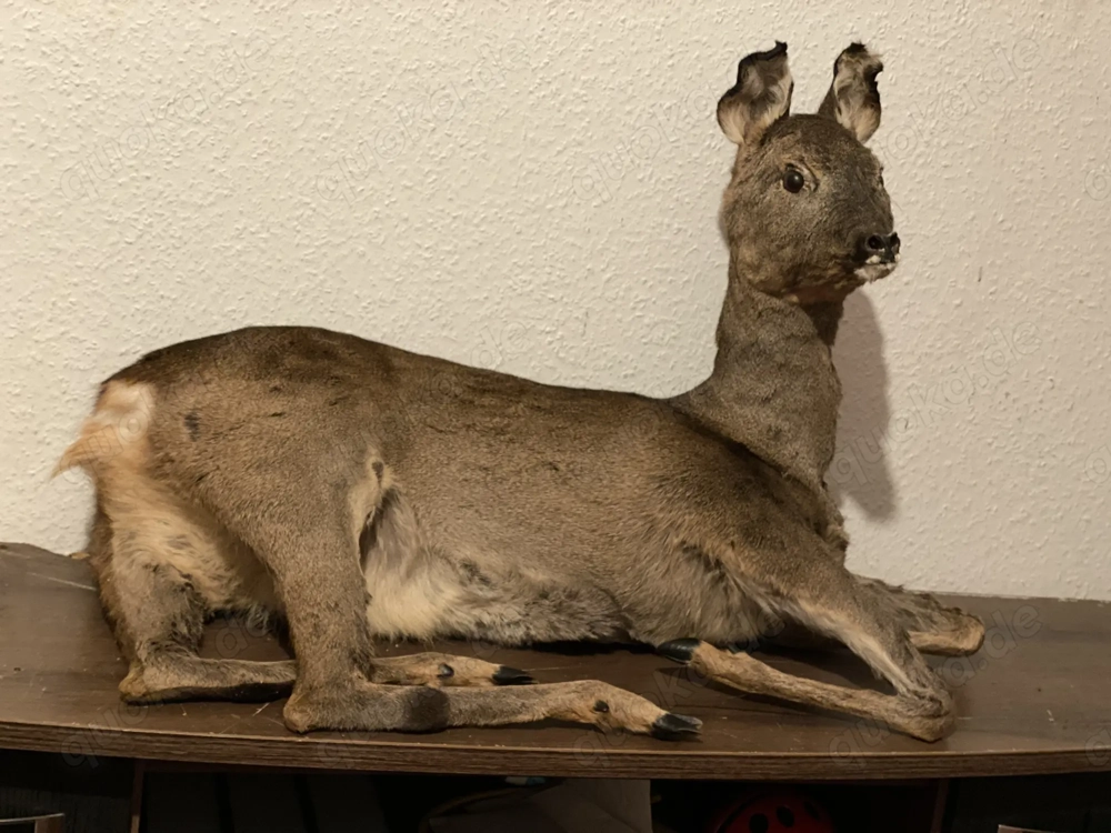 Tierpräparate Zu verkaufen 