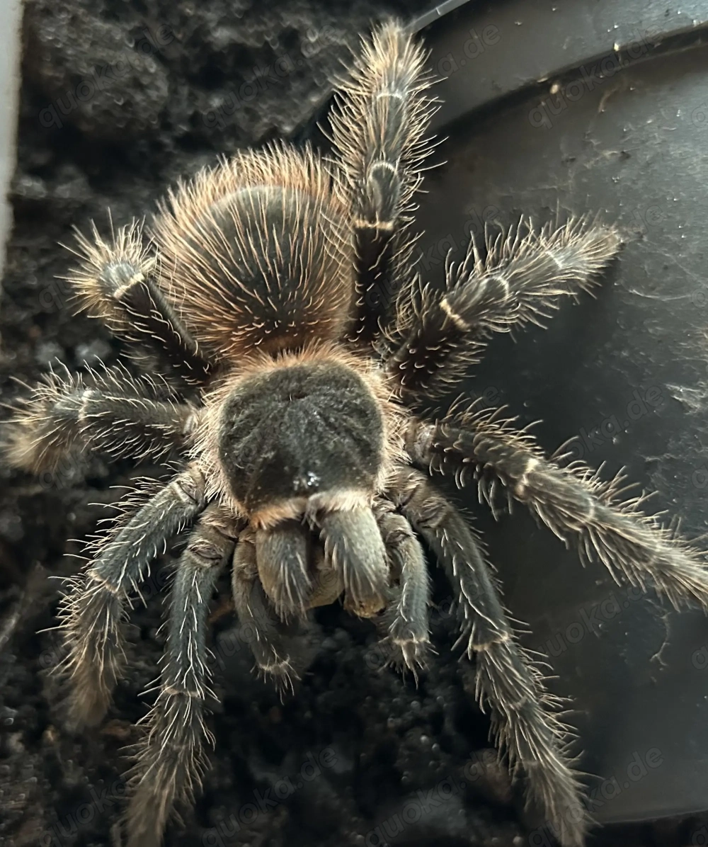 Vogelspinnen von klein bis groß