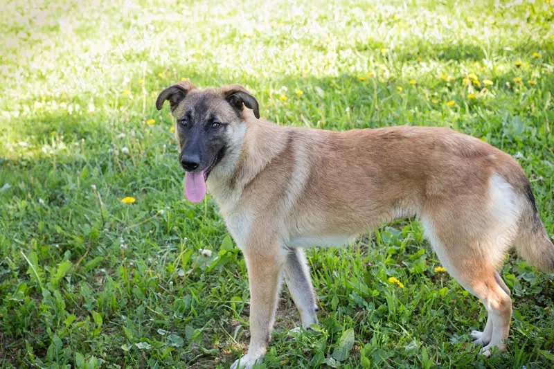 *MONA* - die Hündin ist sozial, neugierig und mutig