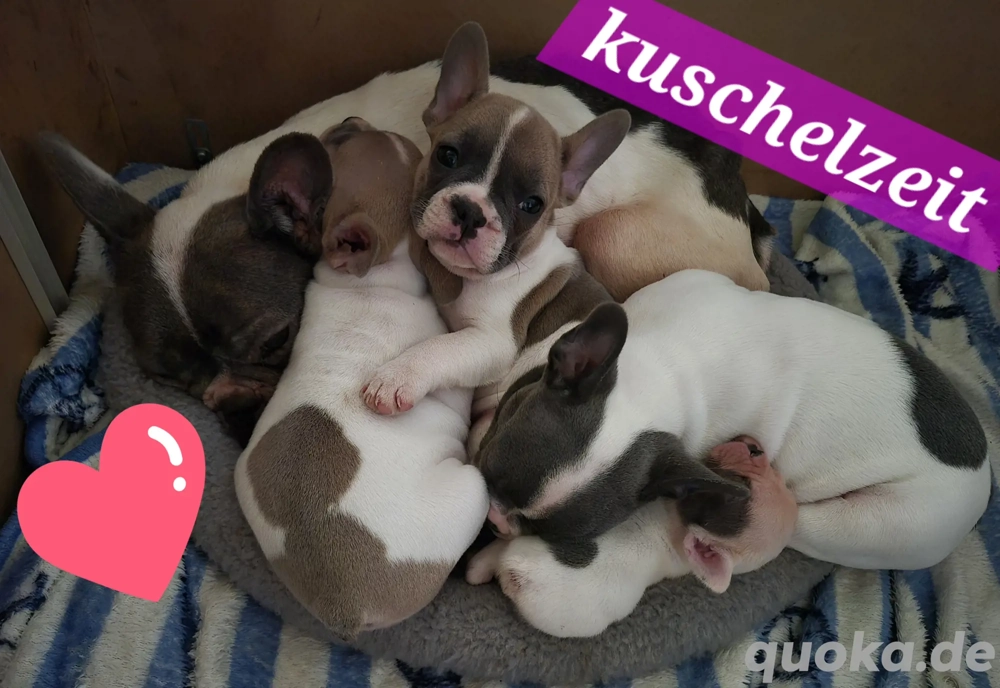 französische bulldogge welpen 