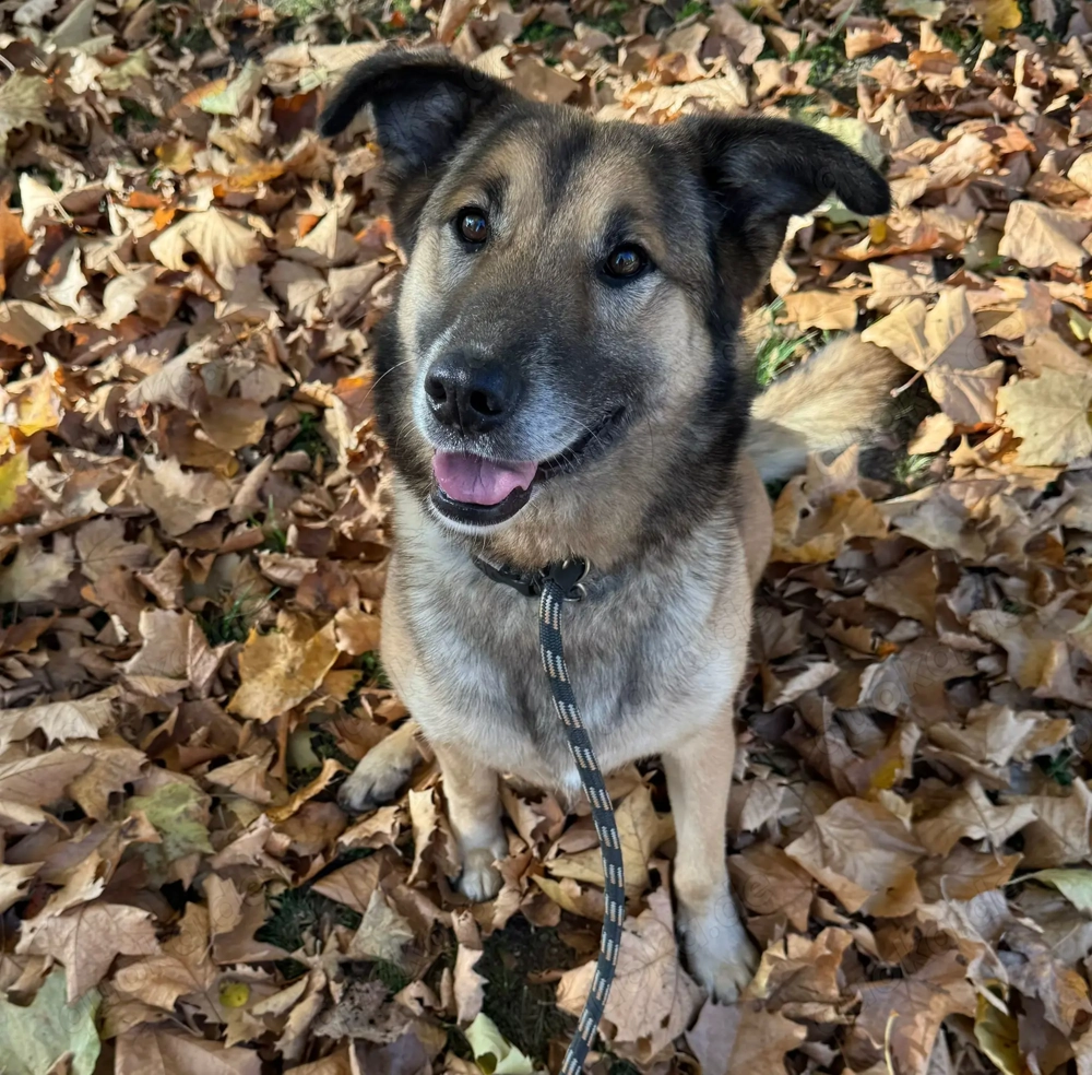 *ALEX* - Der Rüde ist verspielt, aktiv und unheimlich lieb