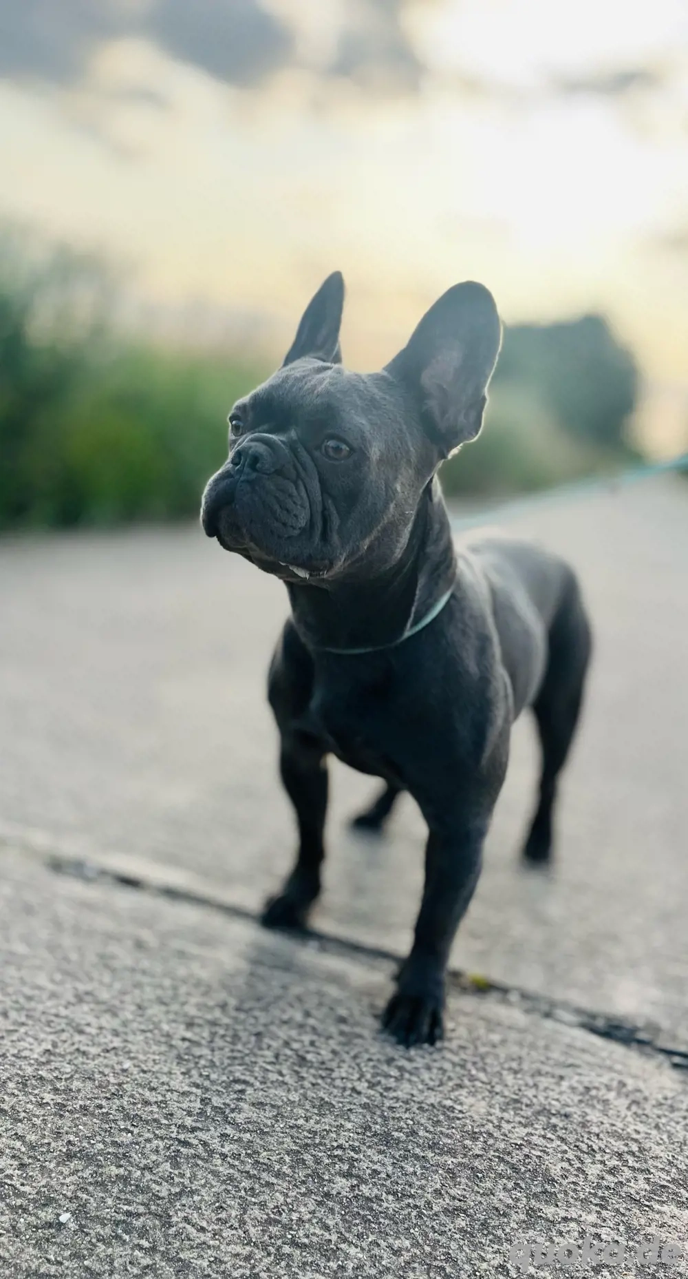 Deckrüde Französische Bulldogge