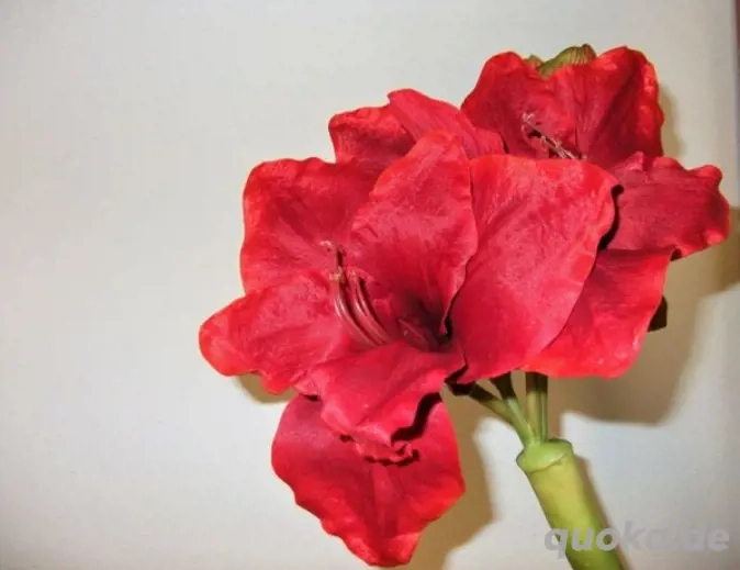 Deko: Amaryllis, rot, 67 cm hoch 