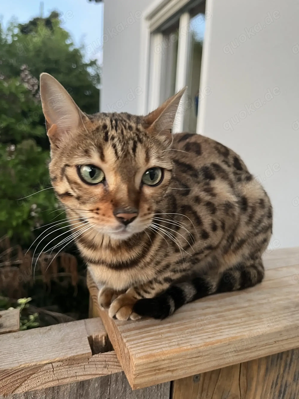 Wunderschöne Bengalkatze abzugeben an Katzenkenner