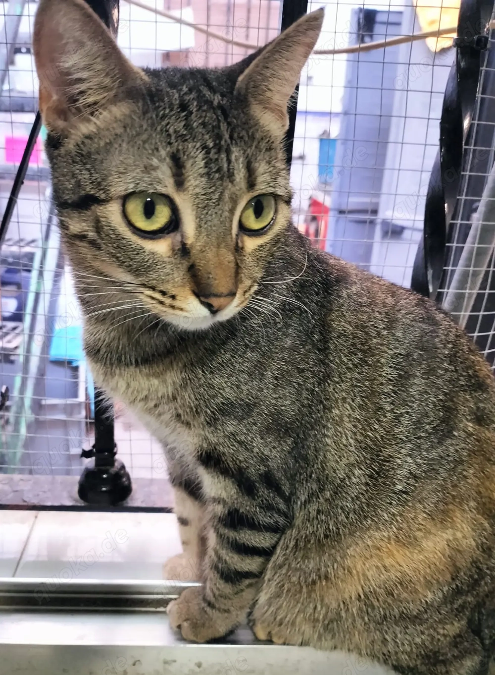 Princess sucht ein neues Zuhause (als Wohnungskatze)