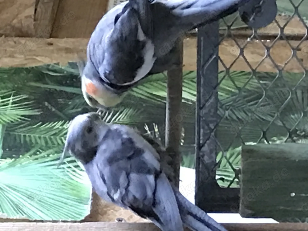 Die jungen wilden - Nymphensittiche!