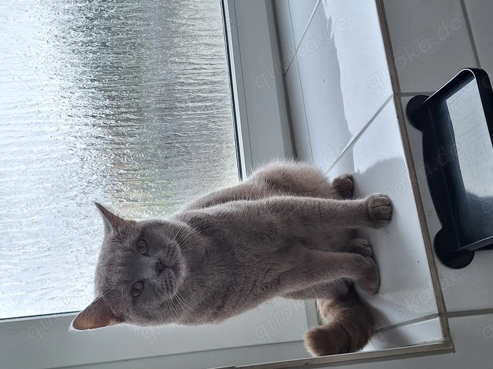 Junge deckkater BKH Rasse 
