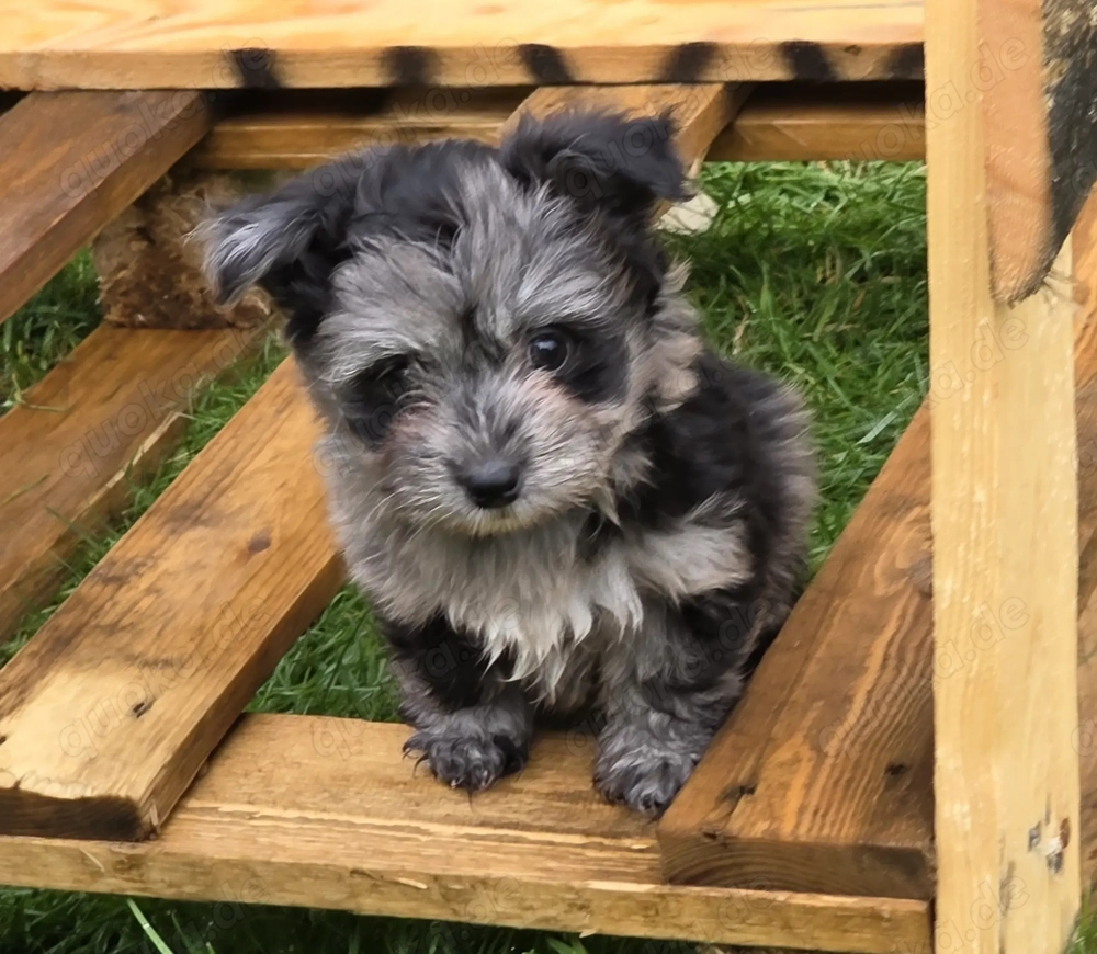 Ab sofort nur noch 3 kleinbleibende Mischlingswelpen   Welpen abzugeben