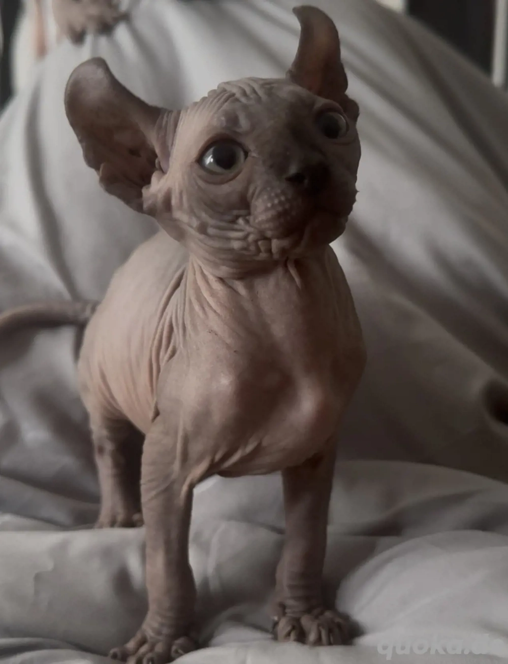 Sphynx kitten weiblich Sphynx kitten weiblich