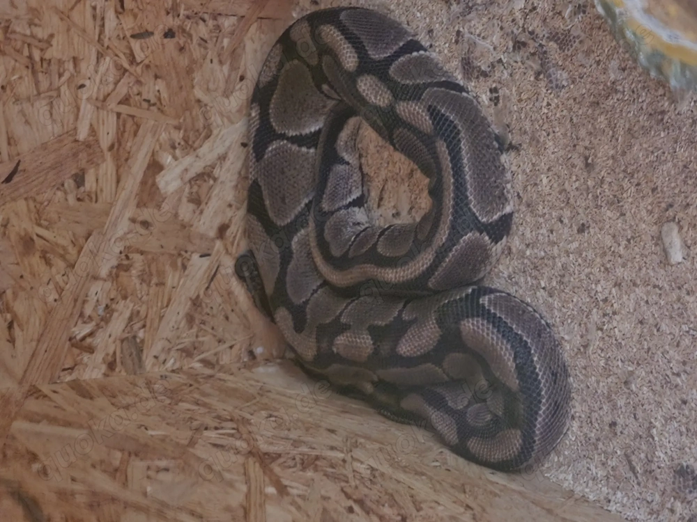 Königspython mit Terrarium 