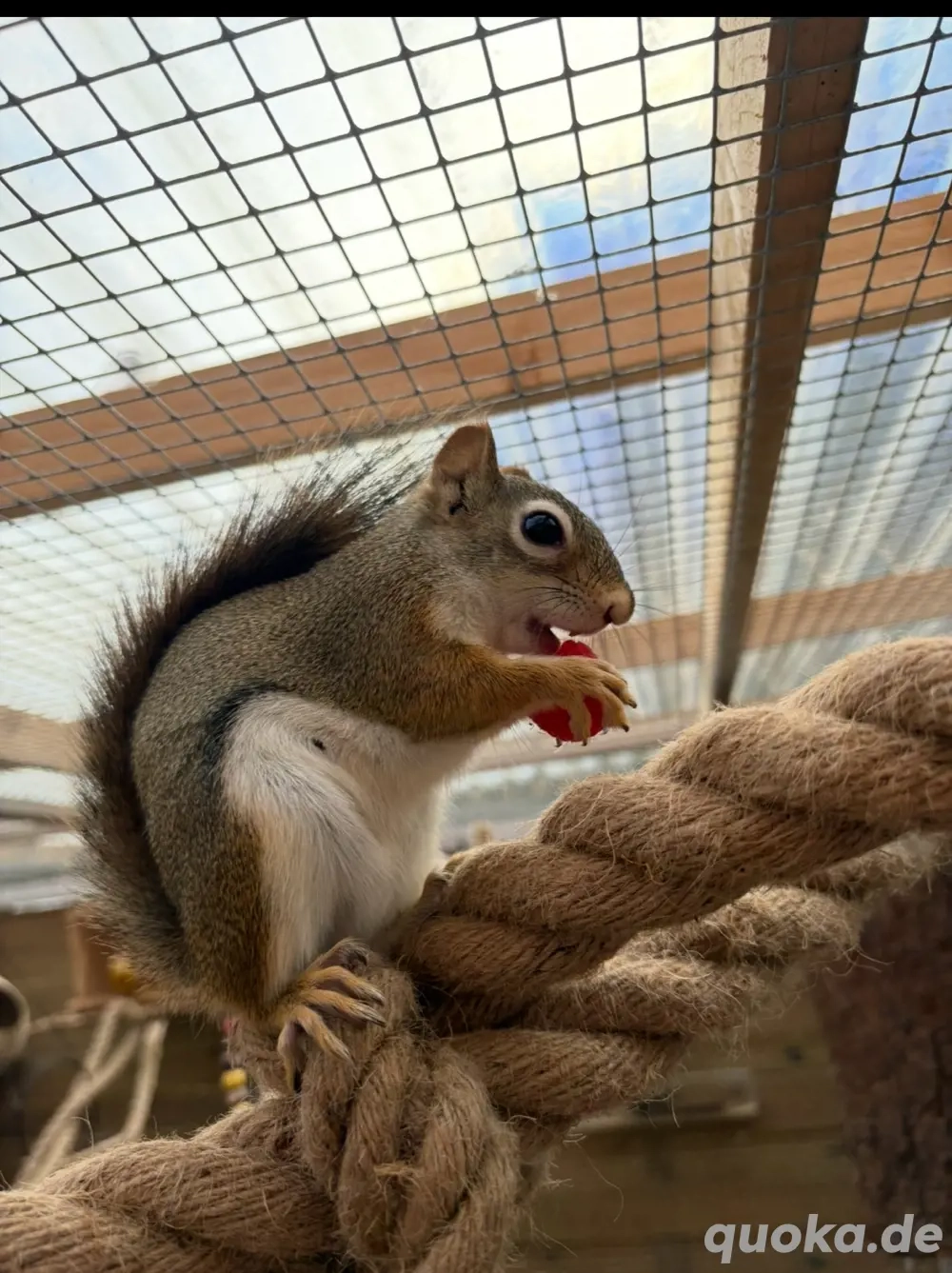 Rothörnchen Eichhörnchen streifenhörnchen