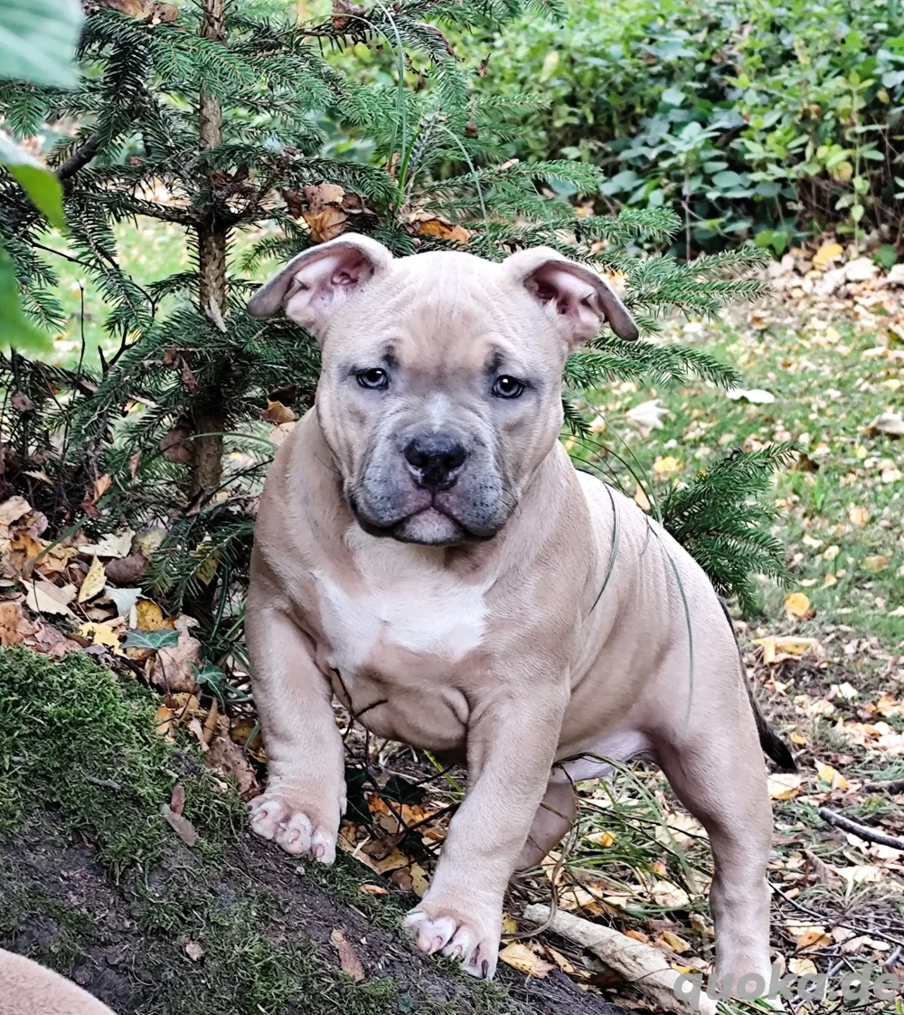..American Bully Welpe  mit ABKC Papieren