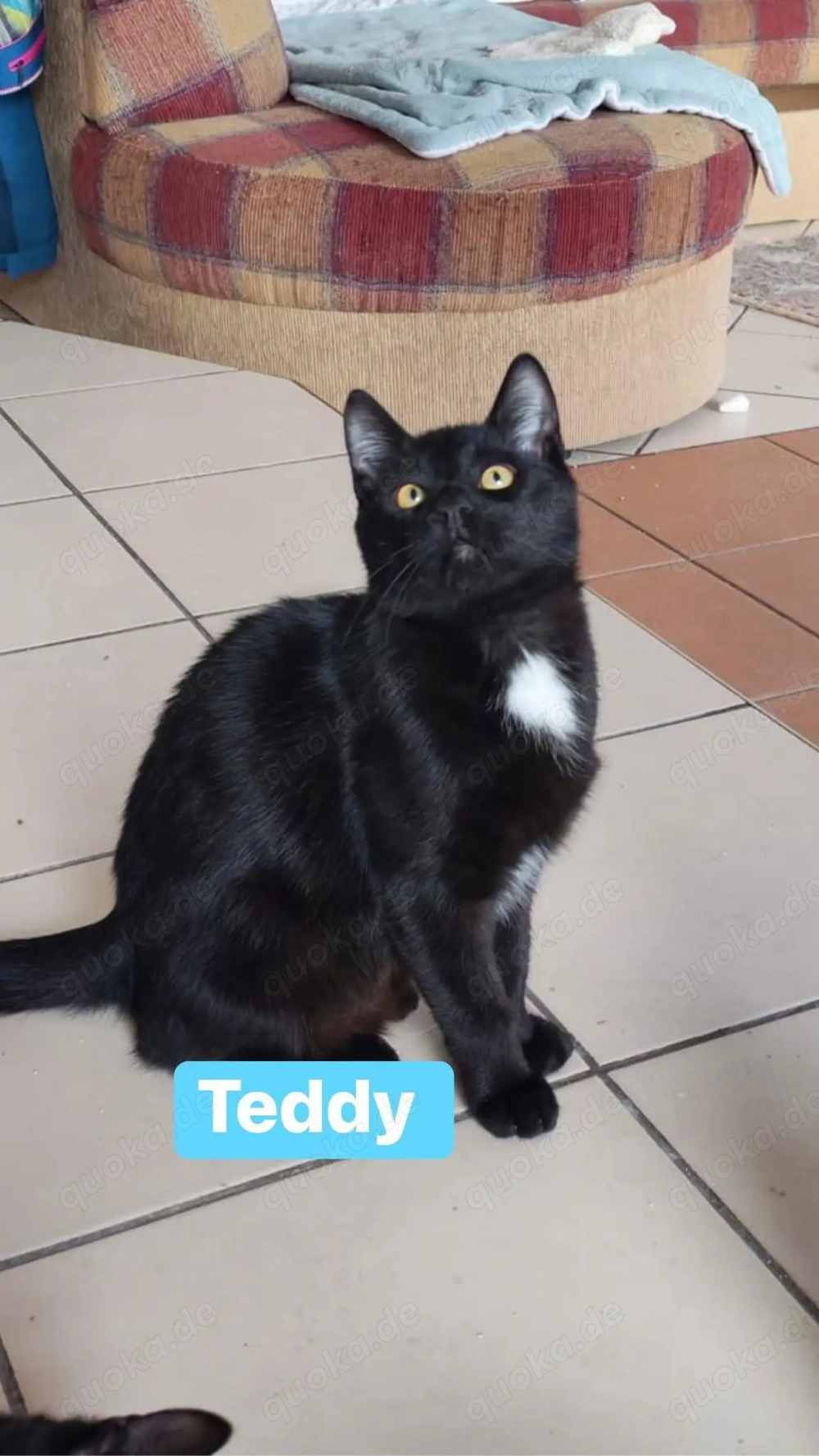 lieber junger Kater Teddy wurden als Kitten einfach in einem Sack entsorgt