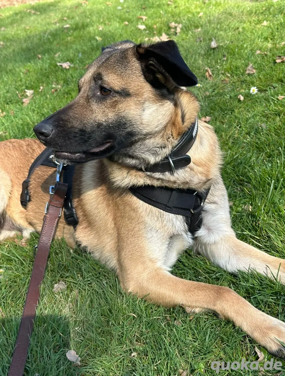 Odin sucht ein liebevolles und erfahrenes Zuhause