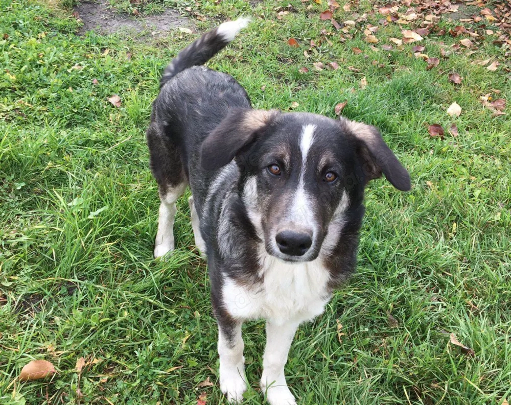 Hier kommt Manny. Dein neuer Begleiter?