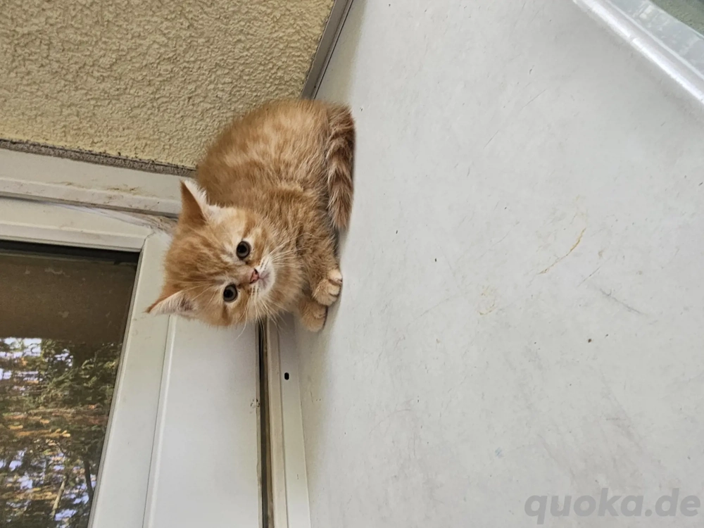 BKH-Kitten zu verkaufen   