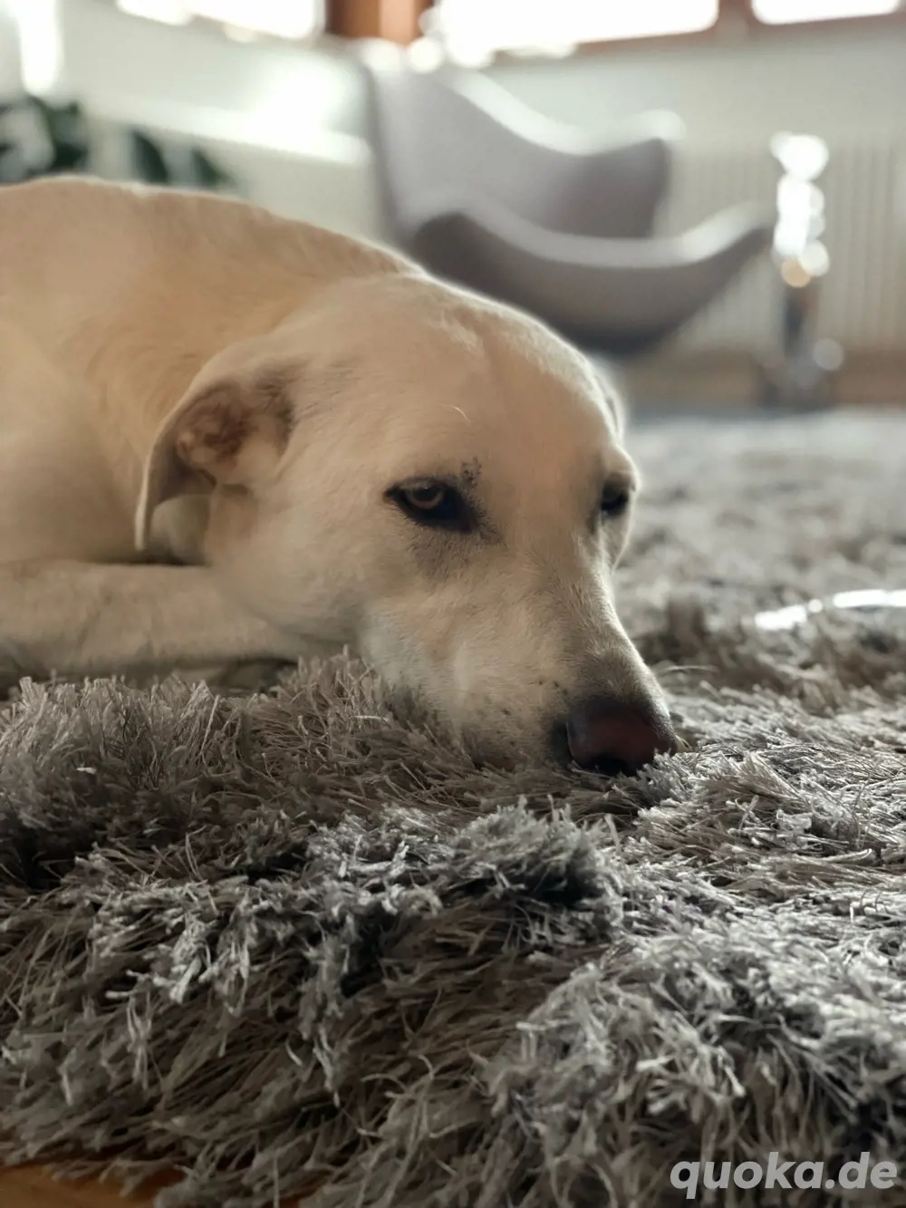 Labrador Windhund sucht neues Lebenszuhause