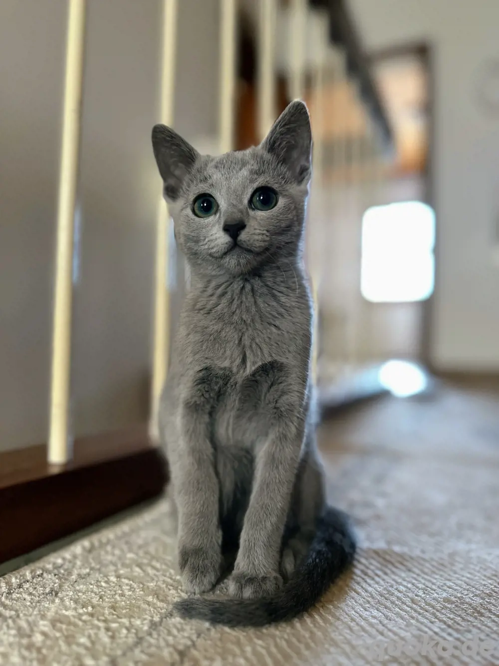 (noch eine übrig) RussichBlau mit Zuchtfreigabe vom Hobbyzüchter (ICF Verein)