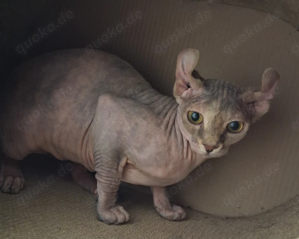 Sphynx Elfe sucht Zuhause Sphynx Elfe sucht Zuhause