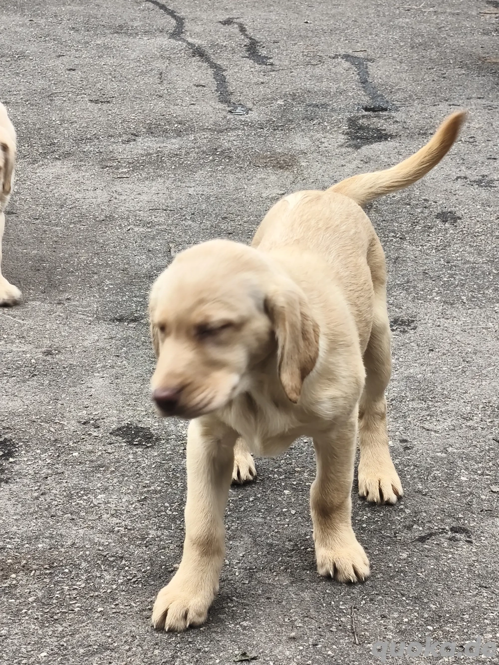 Wunderschöne Laprador Welpen - verspielt & bereit fuer neues Zuhause   