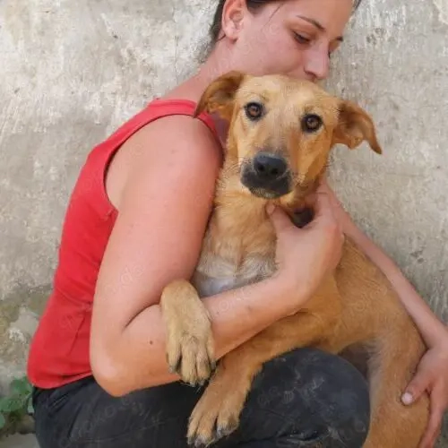 Bacon- Terrier MIx- ca 09.2020 geboren