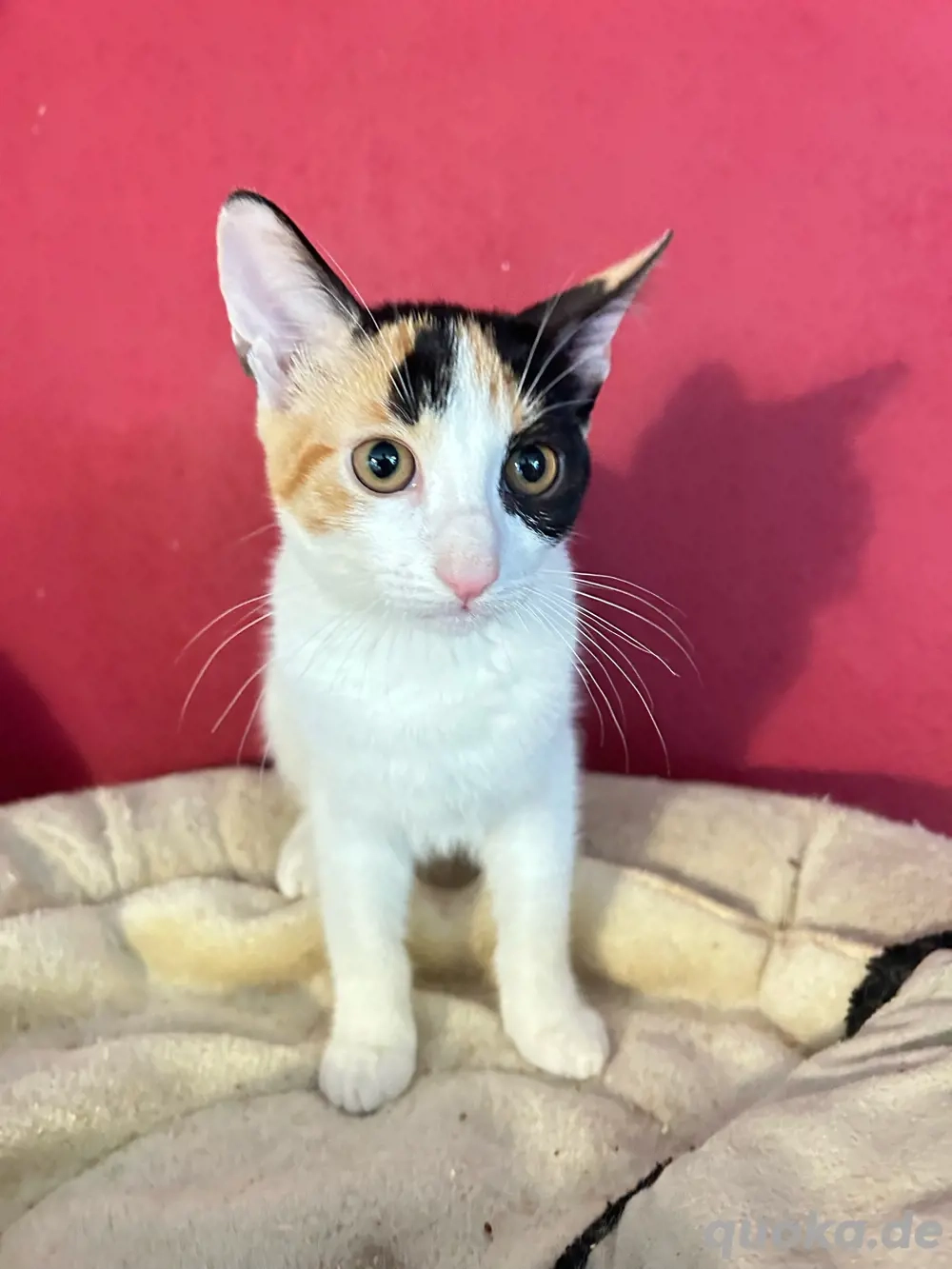 Glückskatze Tara sucht ihre Menschen