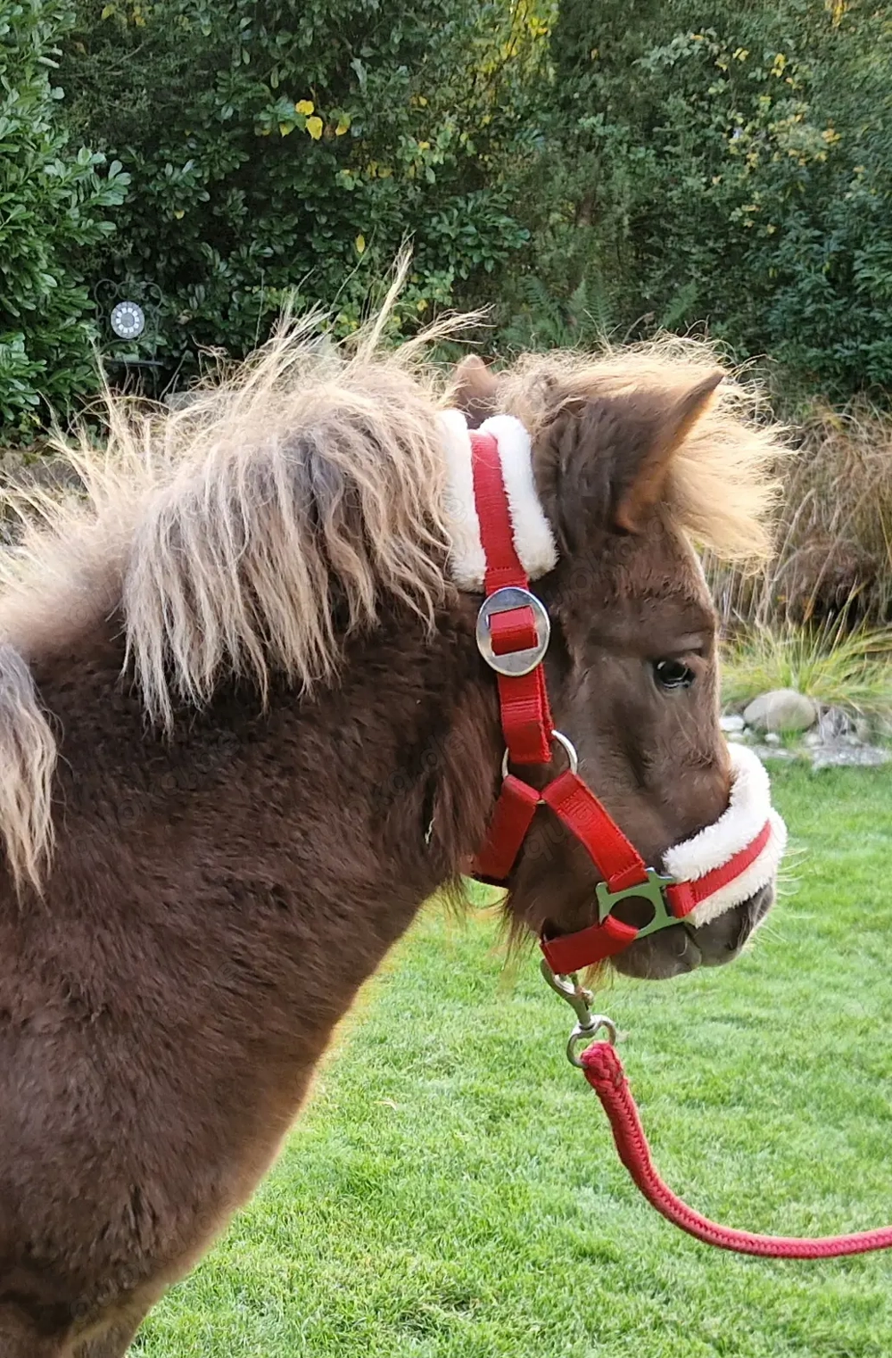Bildhübsche Shetty-Stutfohlen
