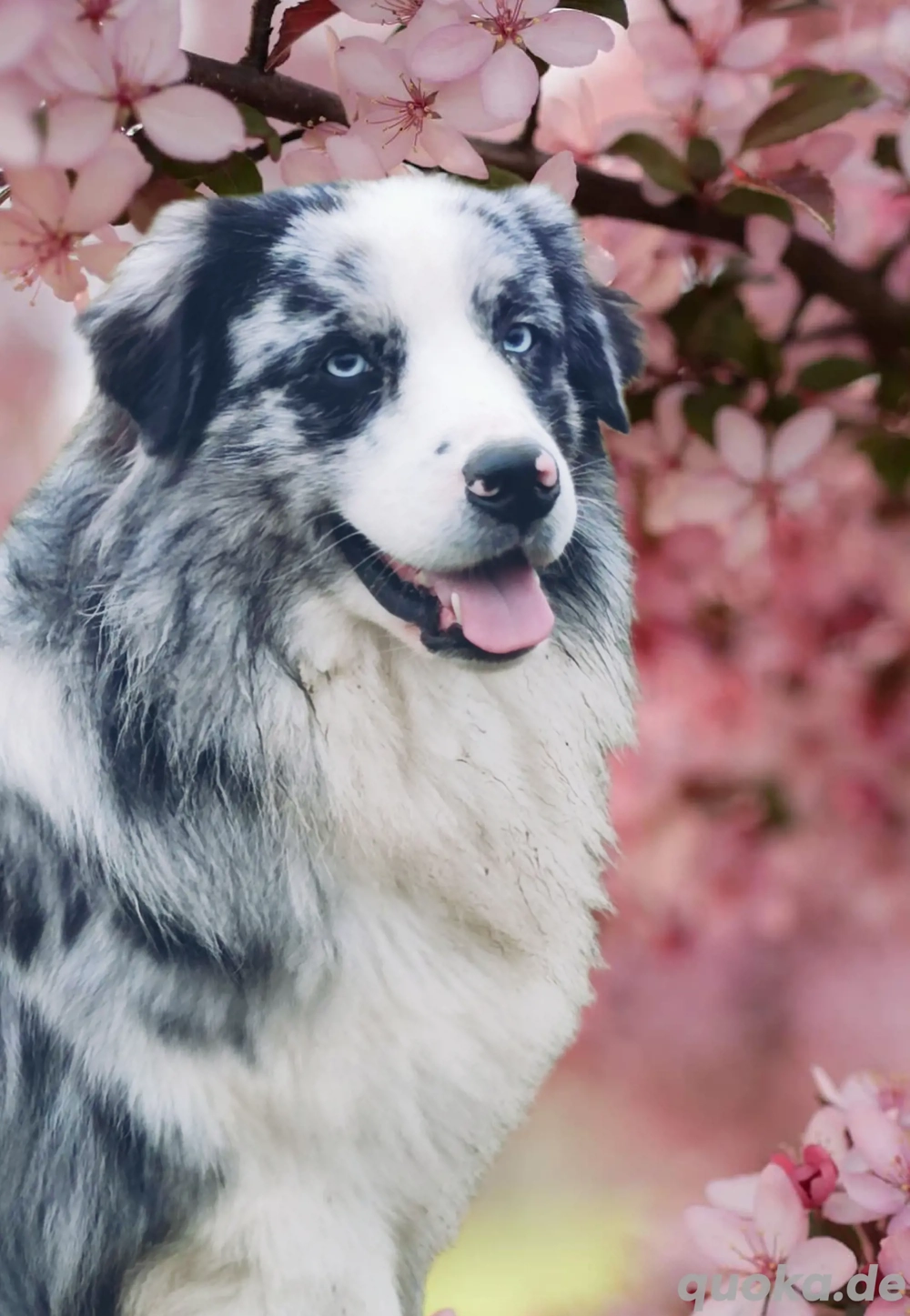 Australian Shepherd, Aussie, blue merle bi, blaue Augen, Deckrüde 