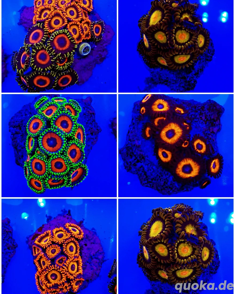 Meerwasser Zoanthus Krustenanemonen