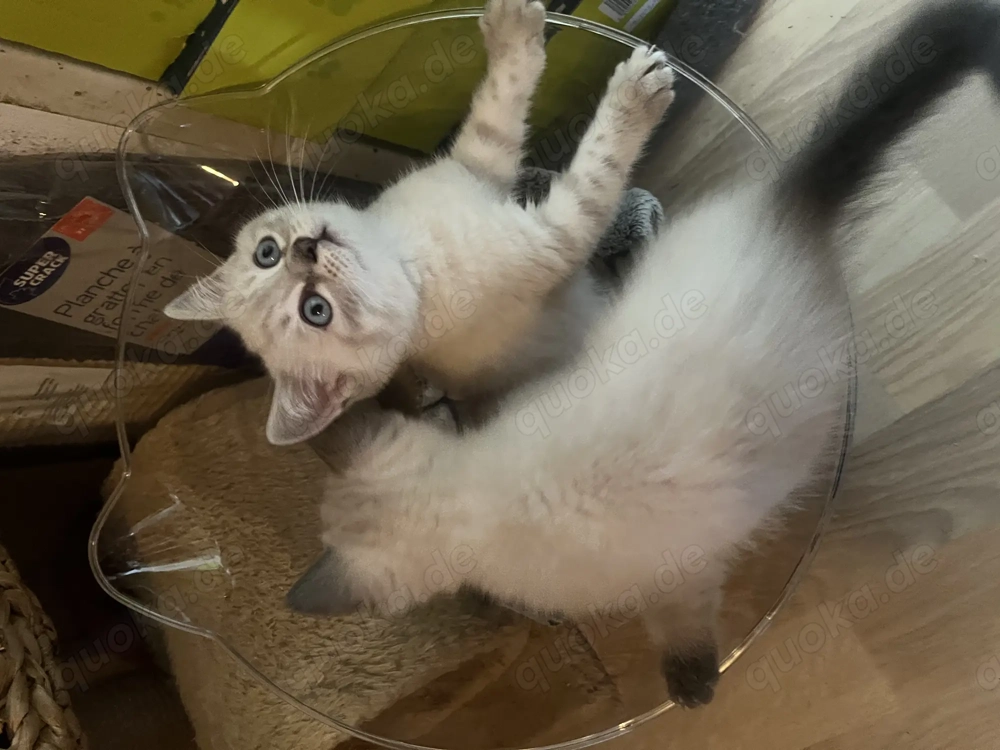 Zuckersüße BKH Kätzchen 