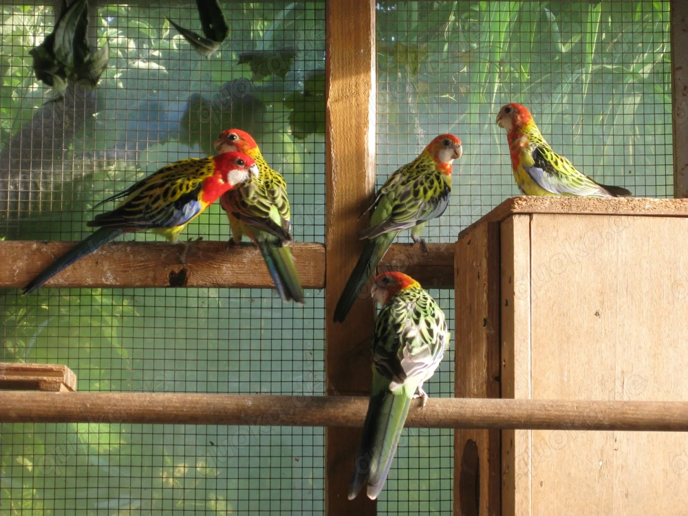 Verkaufe Prachtrosella wildfarben