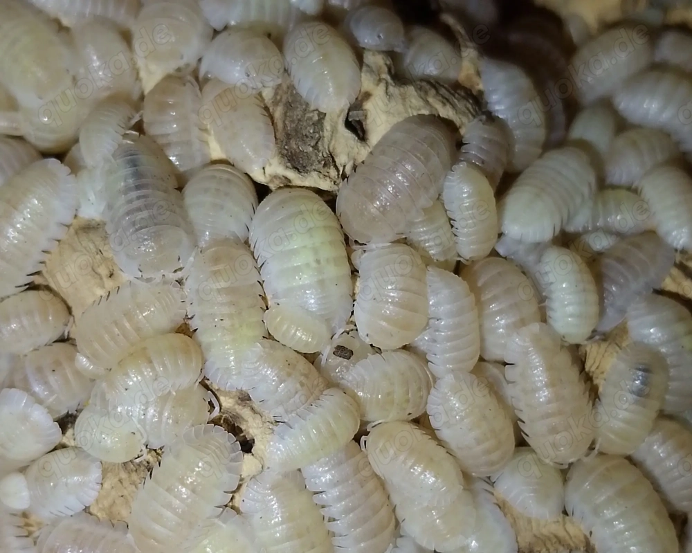 armadillidium granulatum white pearl, Asseln 