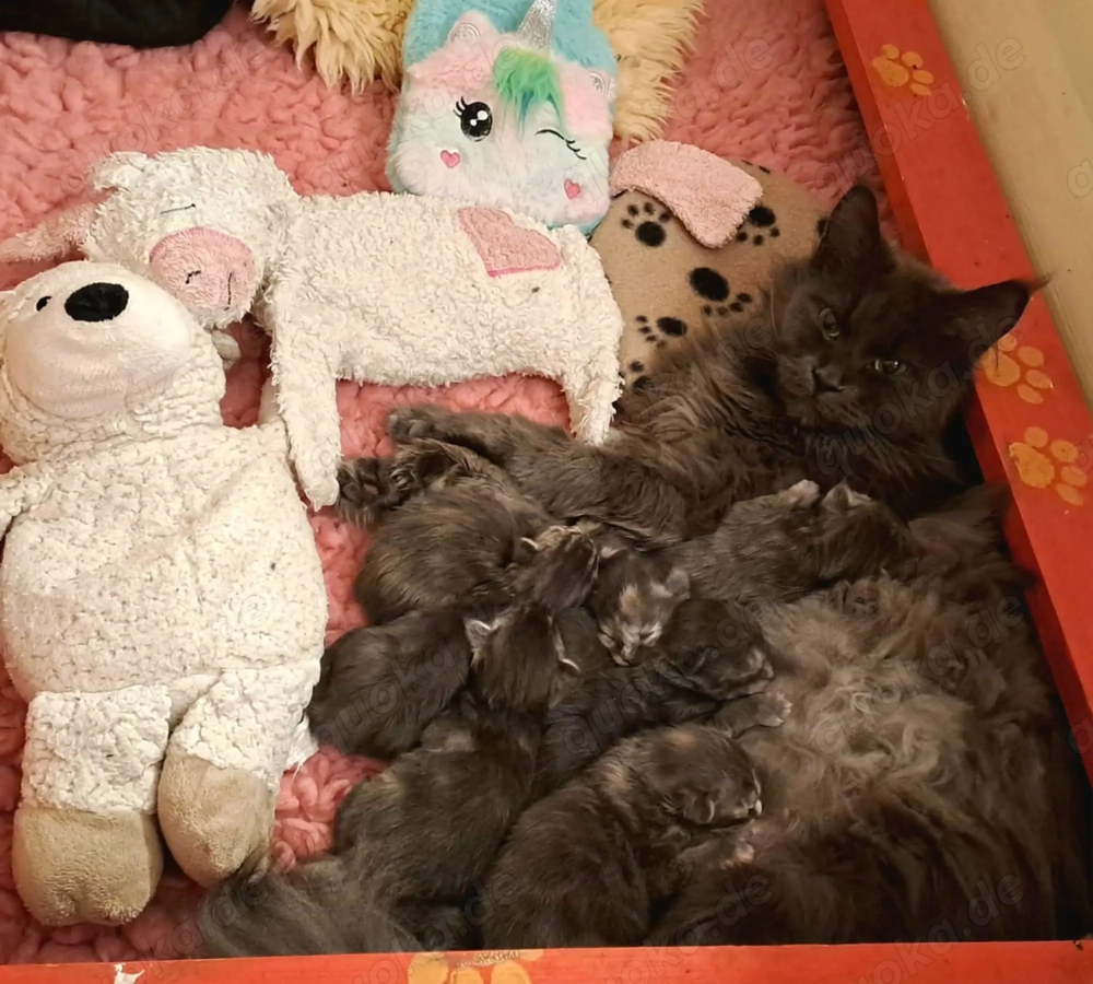 Wir erwarten unseren Maine Coon E-Wurf in Mai 2026 in den edlen Farben blue smoke und black smoke