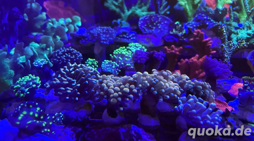 Korallenableger Meerwasser Acropora LPS Euphyllia Zoa SPS Korallen