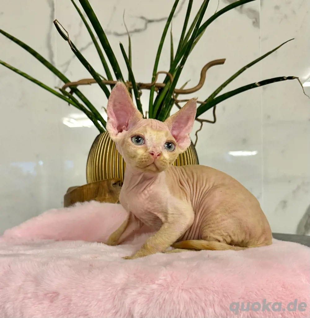 Katzen Devon Rex Kitten 