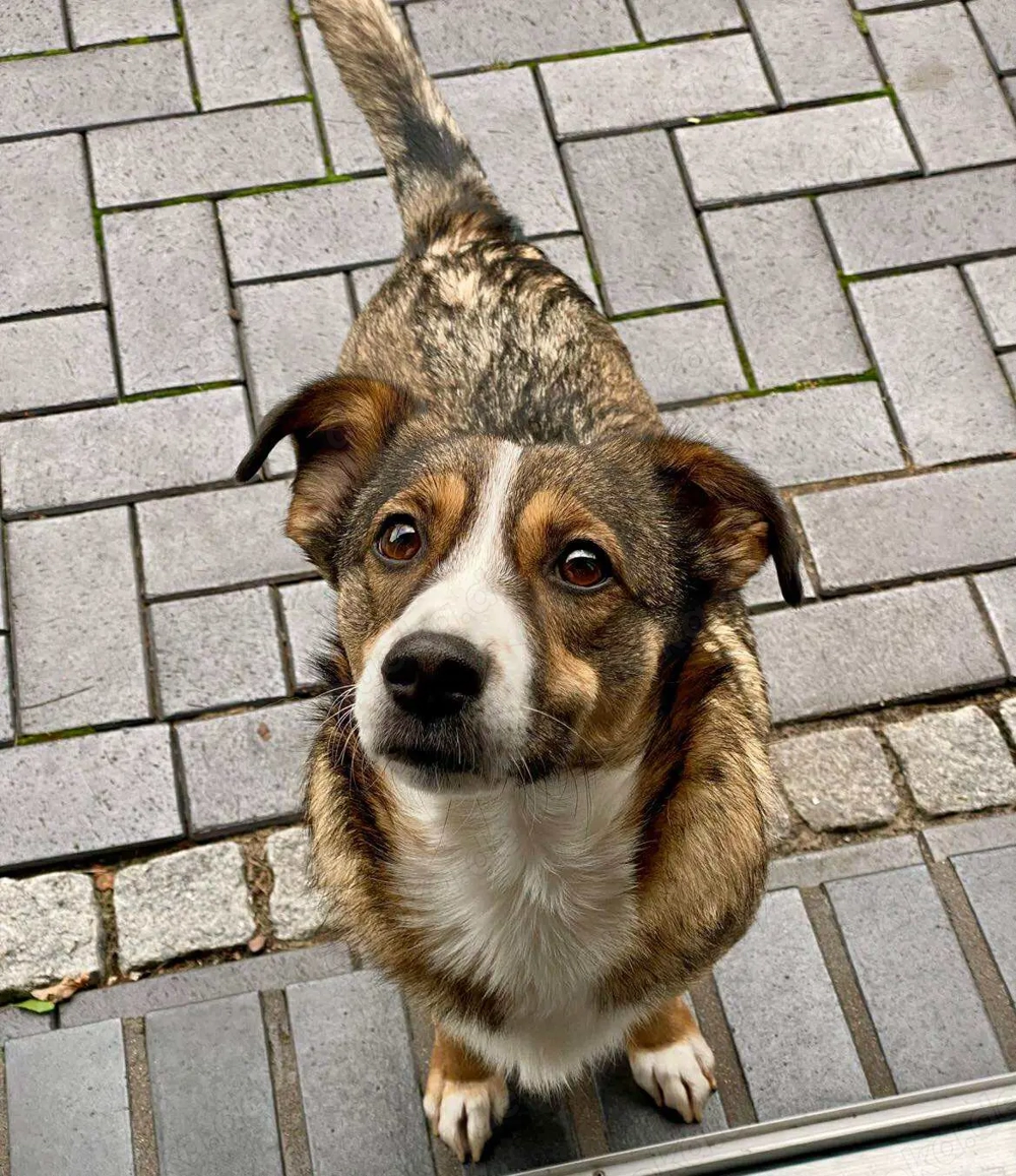 Ich bin Izzy   deine zukünftige Sofa-Partnerin mit Fell!