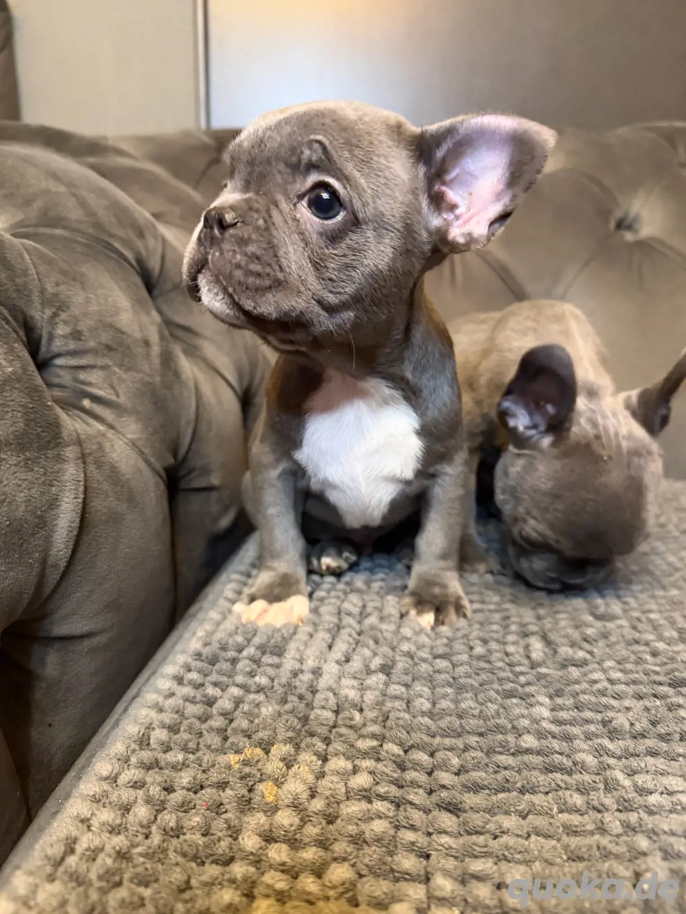 Französische Bulldoggen-Welpen suchen ein liebevolles Zuhause Französische Bulldoggen-Welpen suchen ein liebevolles Zuhause