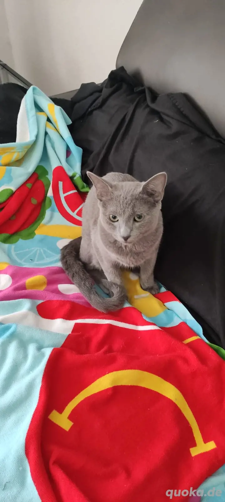 Russisch Blau junger Kater 