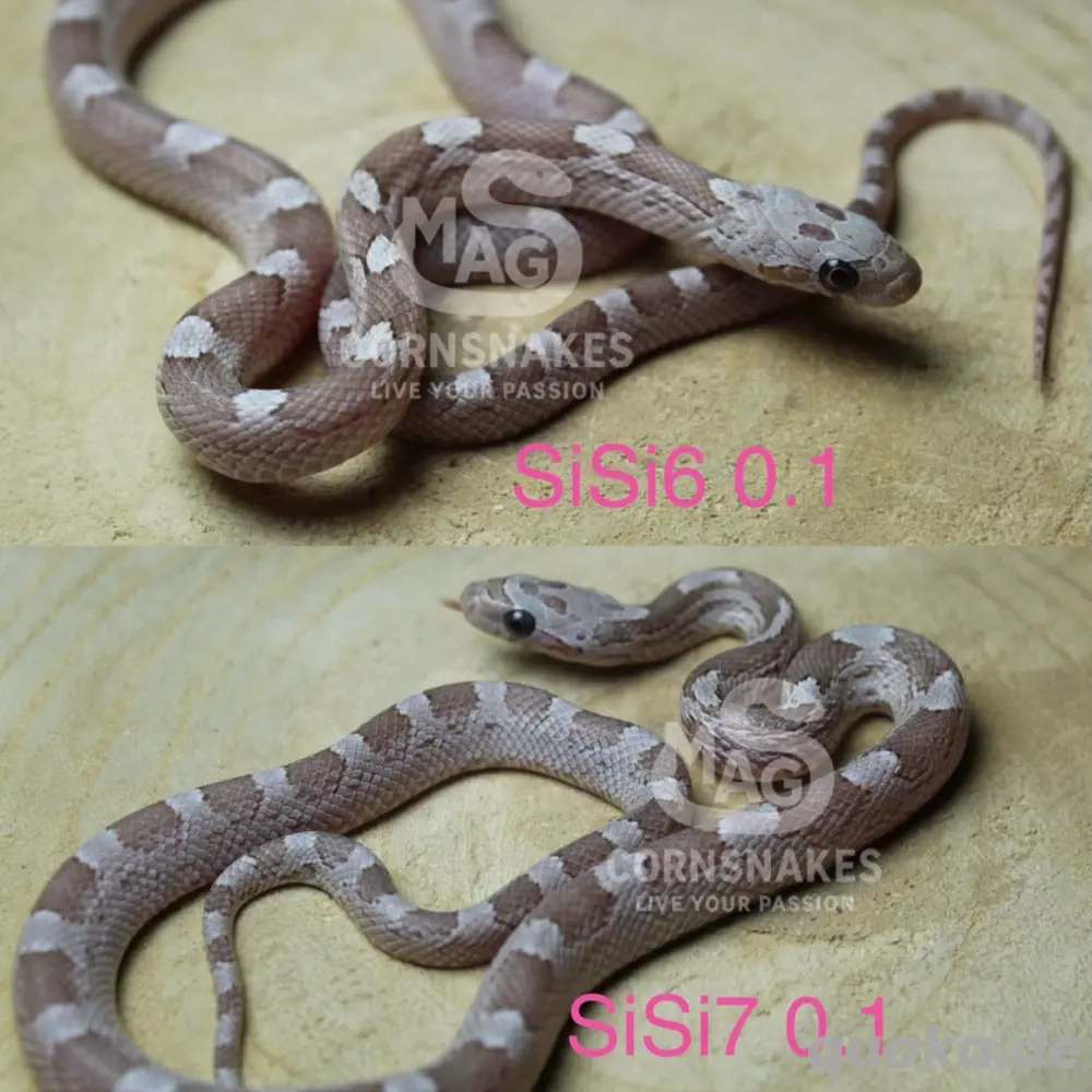 Kornnatter Silverqueen und Silverqueen Bloodred