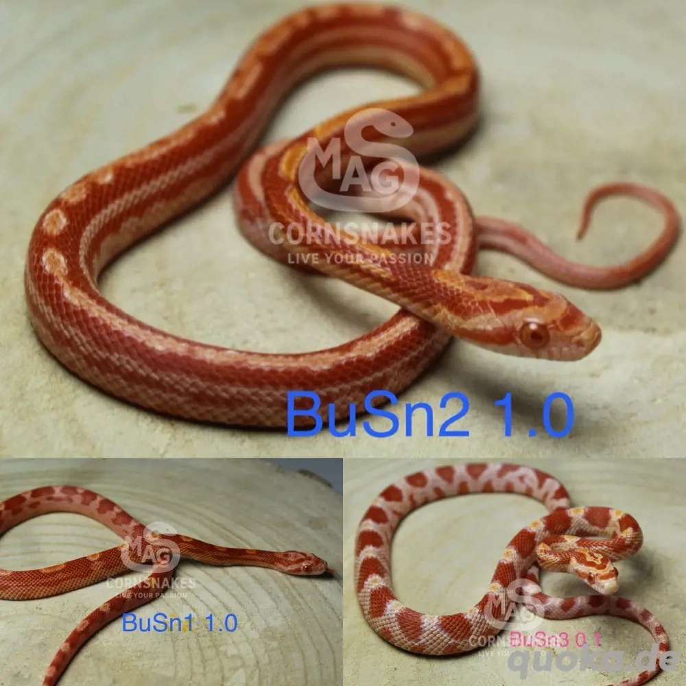 Kornnattern Nachzuchten 2025 Redfactor 