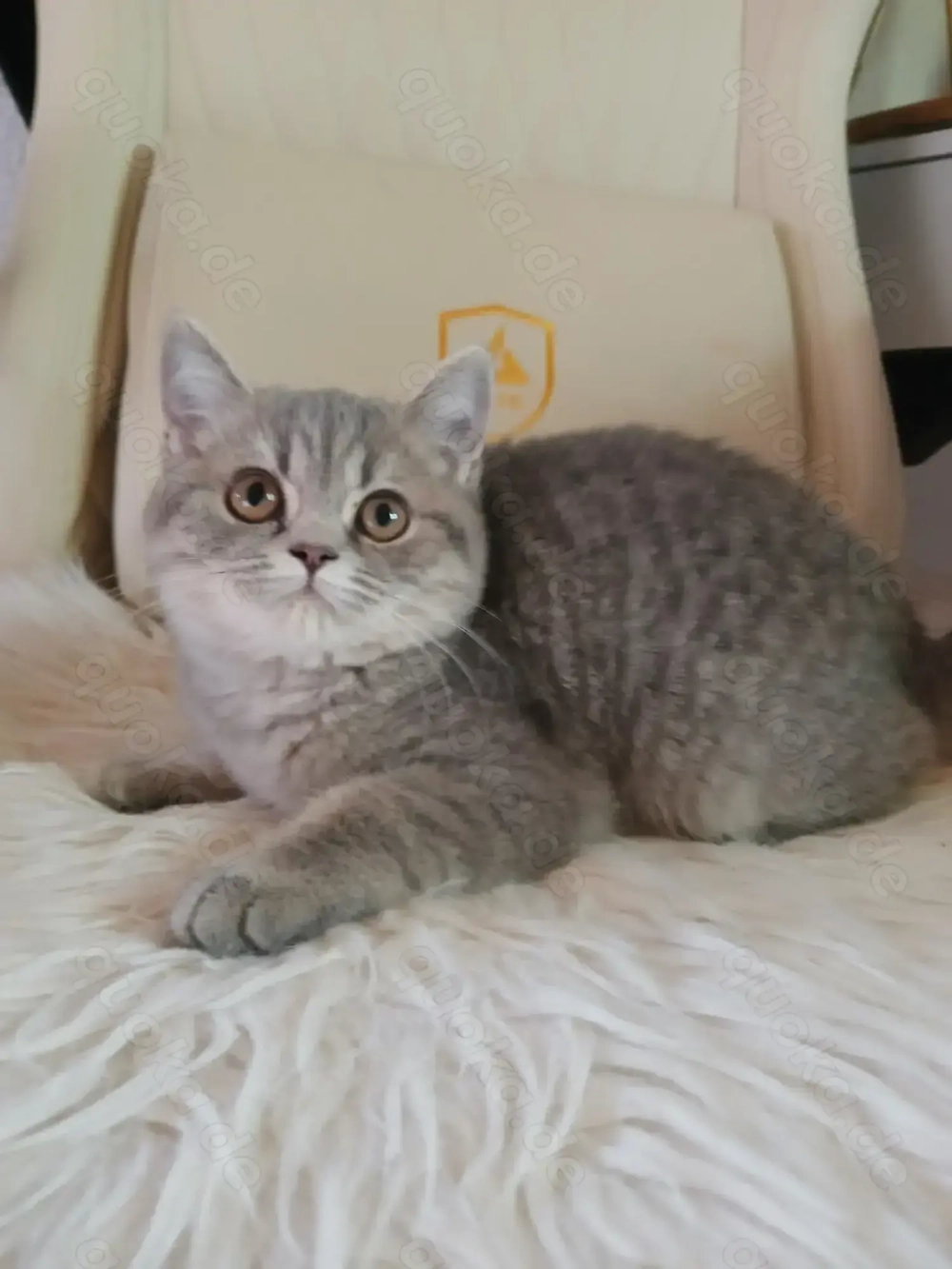 BKH Kitten,Bkh Katzen 